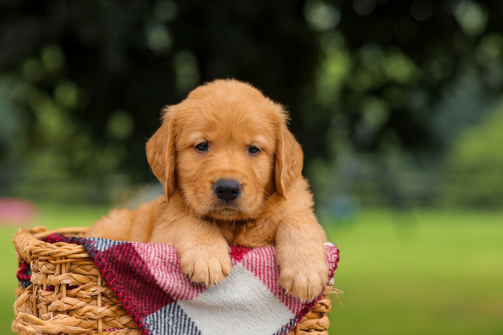 Jake Image of Jake, a Golden Retriever puppy