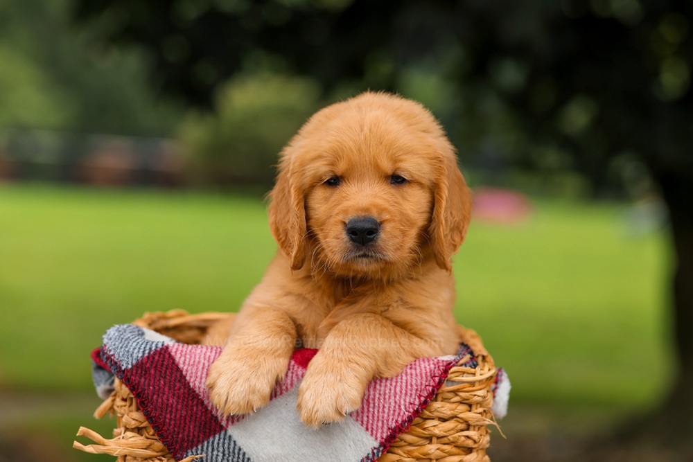 Jasper Image of Jasper, a Golden Retriever puppy
