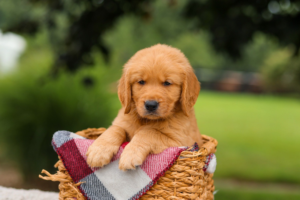 Jasper Image of Jasper, a Golden Retriever puppy