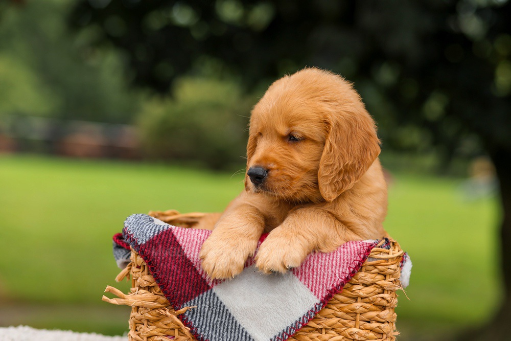 Jasper Image of Jasper, a Golden Retriever puppy
