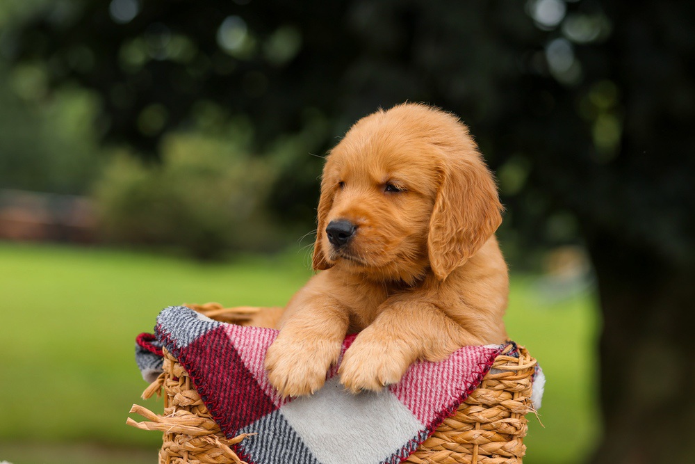 Jasper Image of Jasper, a Golden Retriever puppy