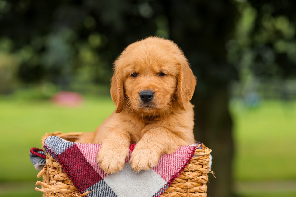Jasper Image of Jasper, a Golden Retriever puppy
