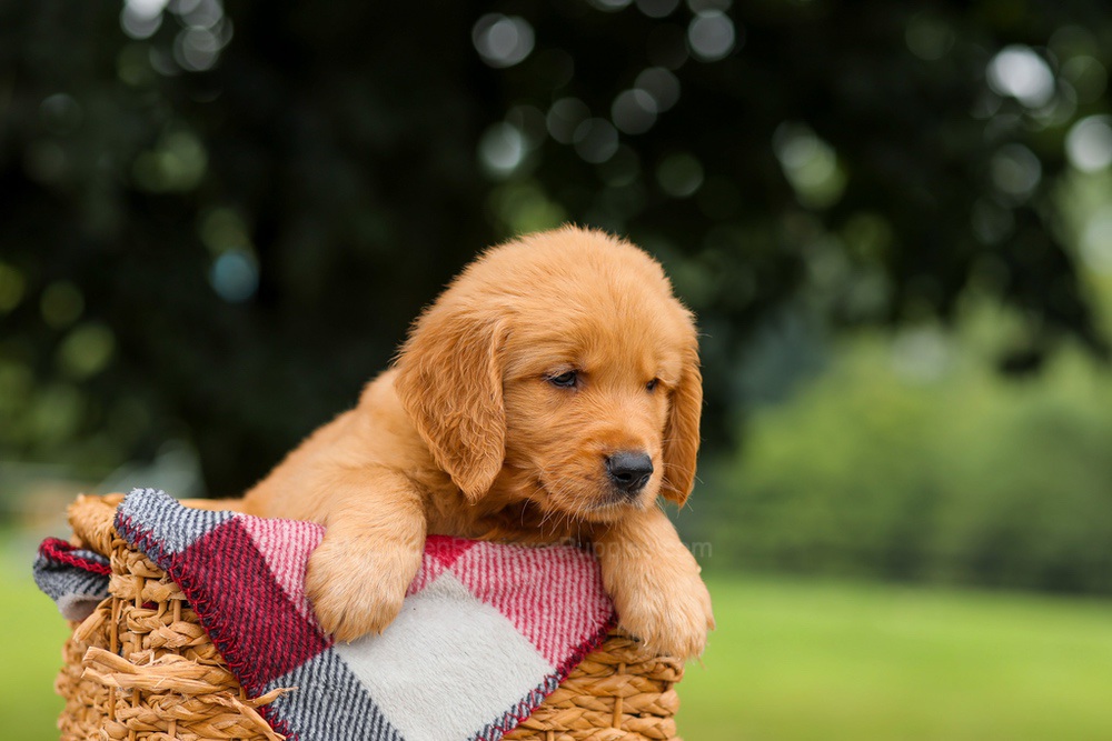 Jasper Image of Jasper, a Golden Retriever puppy