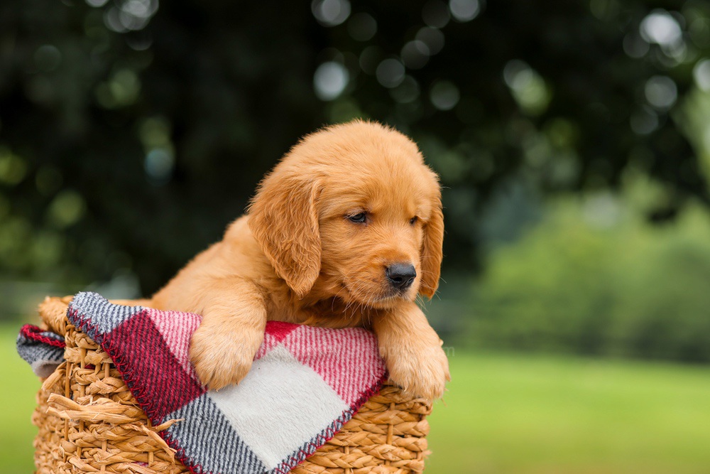 Jasper Image of Jasper, a Golden Retriever puppy