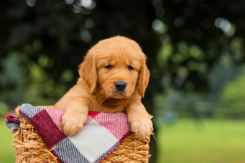 Jasper Image of Jasper, a Golden Retriever puppy