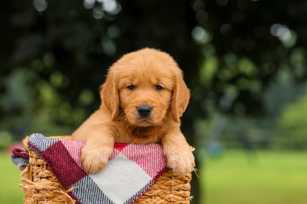 Jasper Image of Jasper, a Golden Retriever puppy
