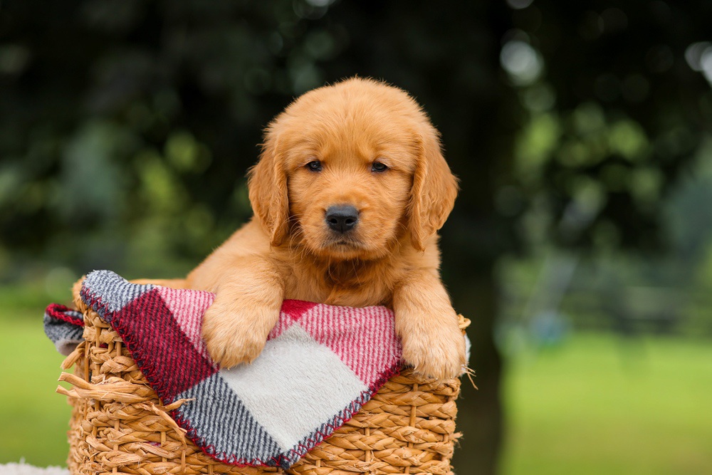 Jasper Image of Jasper, a Golden Retriever puppy