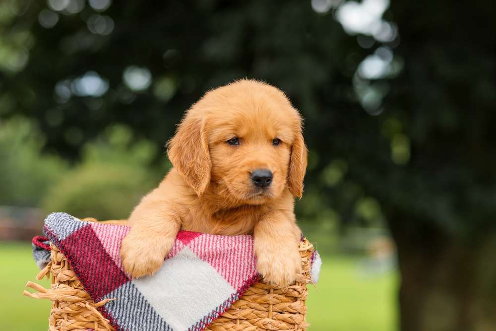 Jasper Image of Jasper, a Golden Retriever puppy