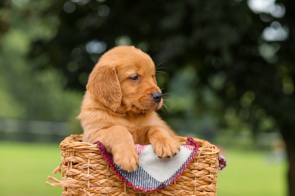 Jax Image of Jax, a Golden Retriever puppy