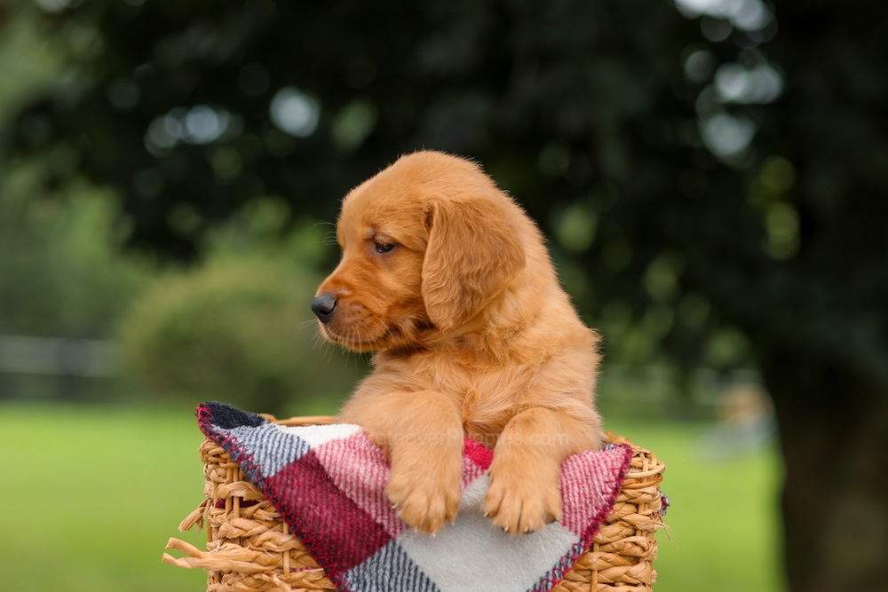 Jax Image of Jax, a Golden Retriever puppy