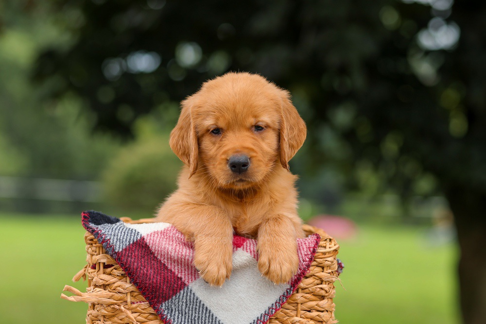 Jax Image of Jax, a Golden Retriever puppy