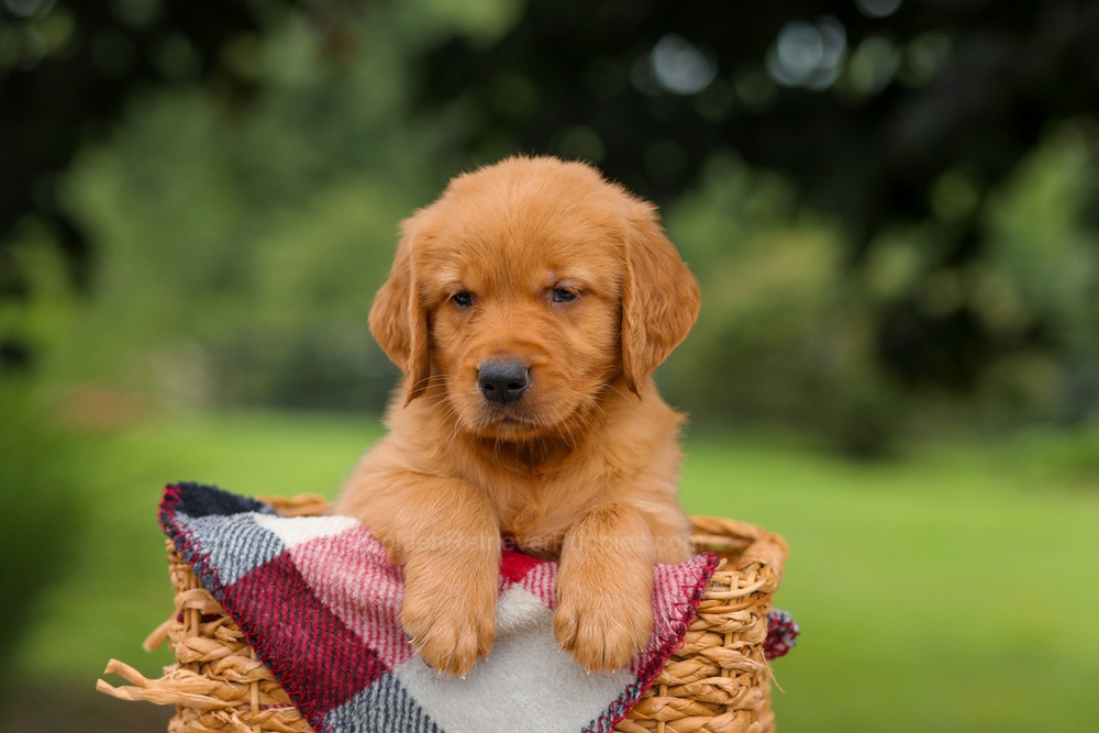 Jax Image of Jax, a Golden Retriever puppy