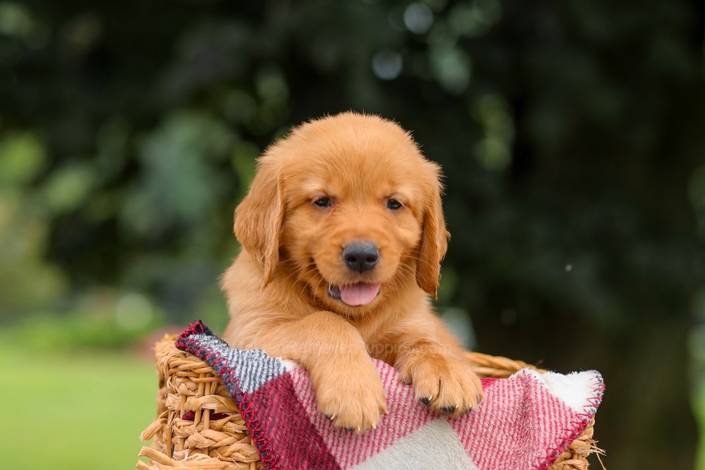 Jax Image of Jax, a Golden Retriever puppy