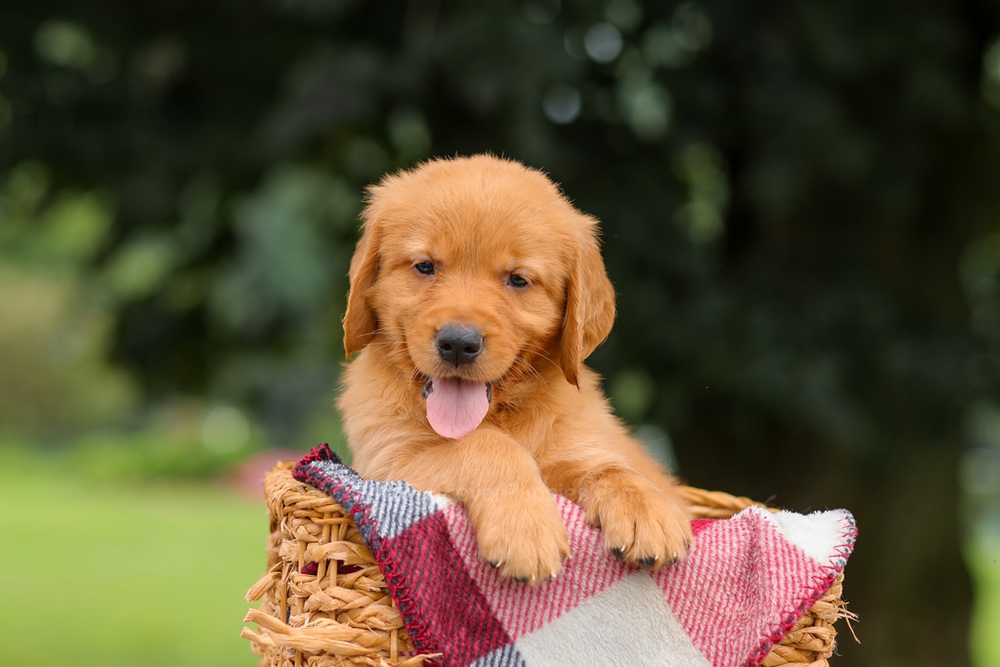 Jax Image of Jax, a Golden Retriever puppy