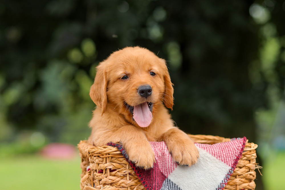 Jax Image of Jax, a Golden Retriever puppy