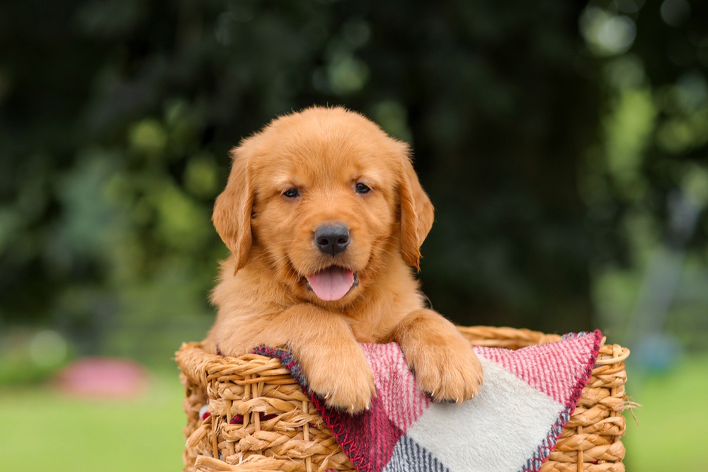Jax Image of Jax, a Golden Retriever puppy