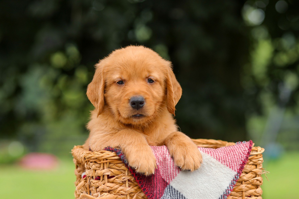 Jax Image of Jax, a Golden Retriever puppy