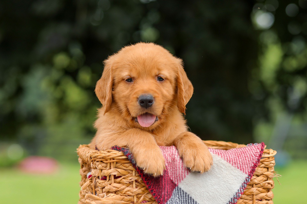 Jax Image of Jax, a Golden Retriever puppy