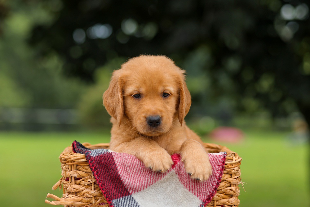 Jet Image of Jet, a Golden Retriever puppy