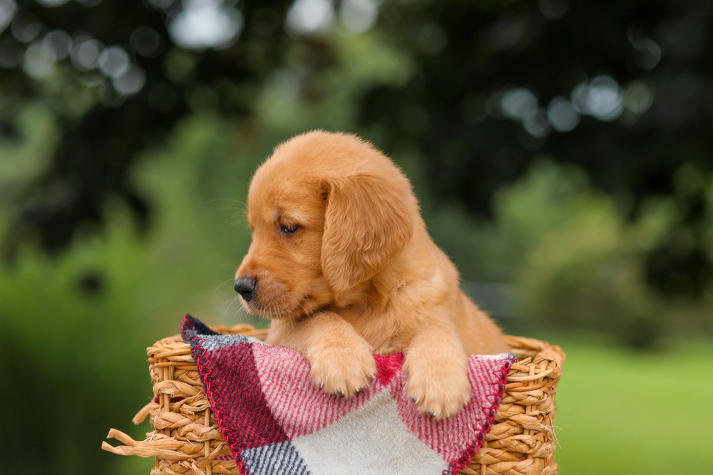 Jet Image of Jet, a Golden Retriever puppy
