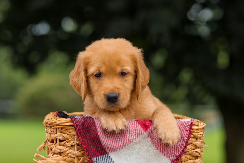 Jet Image of Jet, a Golden Retriever puppy