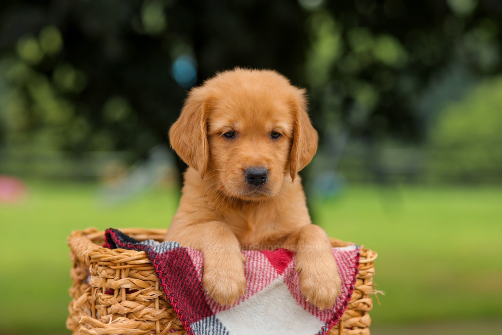 Jet Image of Jet, a Golden Retriever puppy