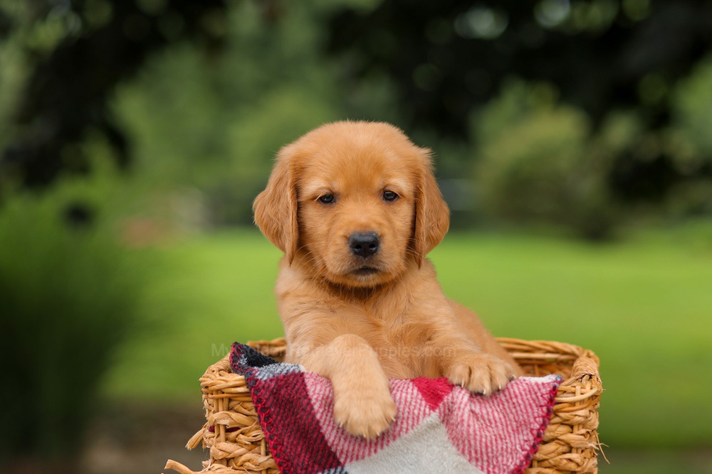 Jet Image of Jet, a Golden Retriever puppy