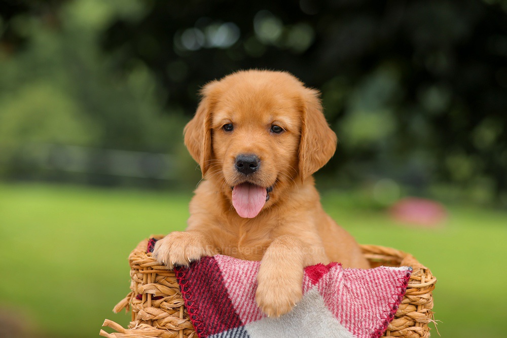 Jet Image of Jet, a Golden Retriever puppy