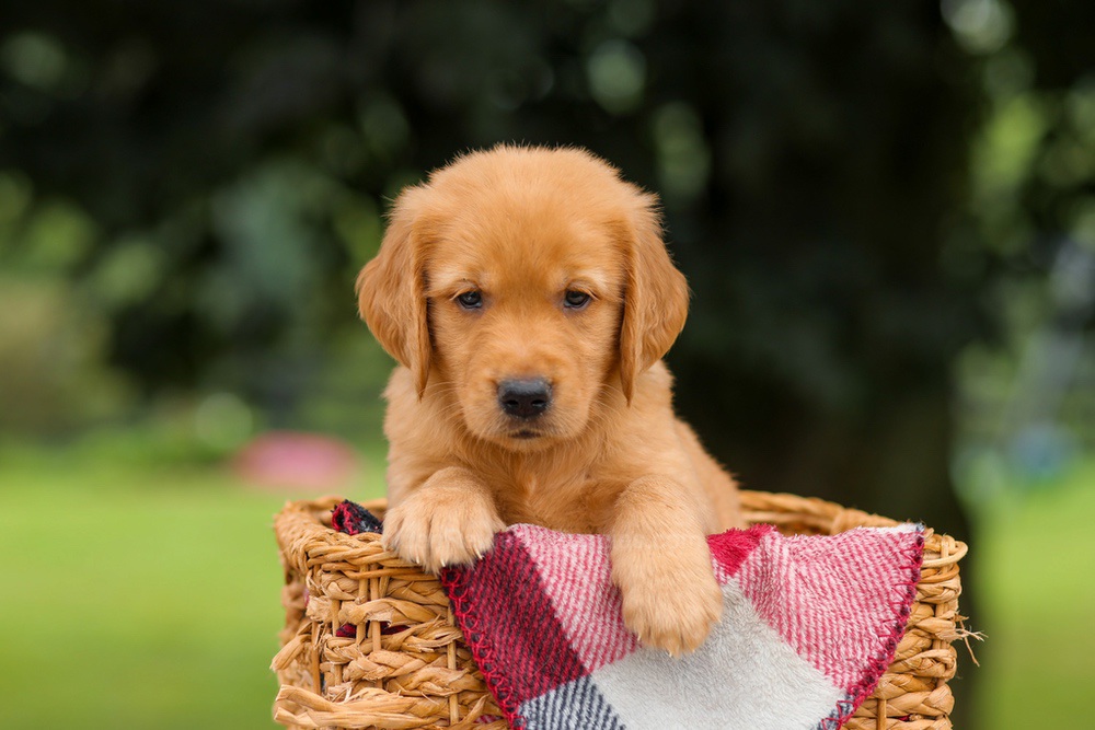 Jet Image of Jet, a Golden Retriever puppy