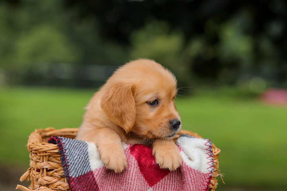 Jewel Image of Jewel, a Golden Retriever puppy