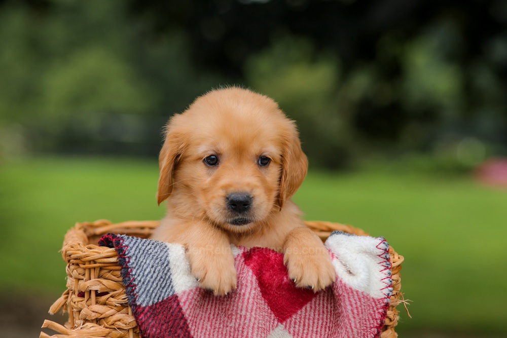 Jewel Image of Jewel, a Golden Retriever puppy