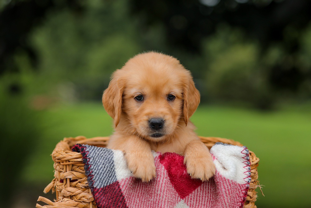 Jewel Image of Jewel, a Golden Retriever puppy