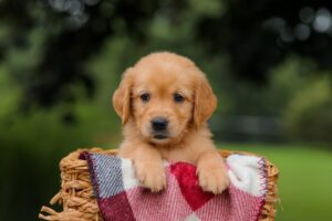 Image of Jewel, a Golden Retriever puppy