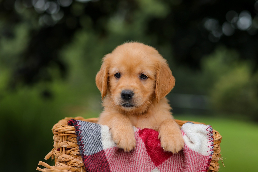 Jewel Image of Jewel, a Golden Retriever puppy