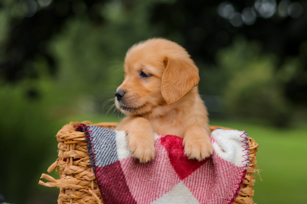Jewel Image of Jewel, a Golden Retriever puppy