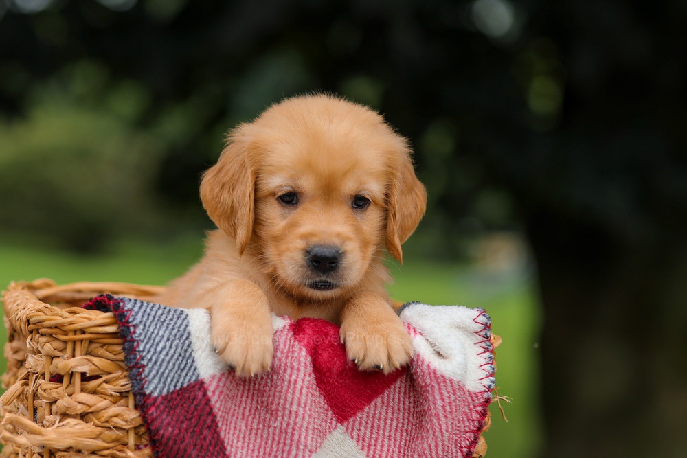 Jewel Image of Jewel, a Golden Retriever puppy