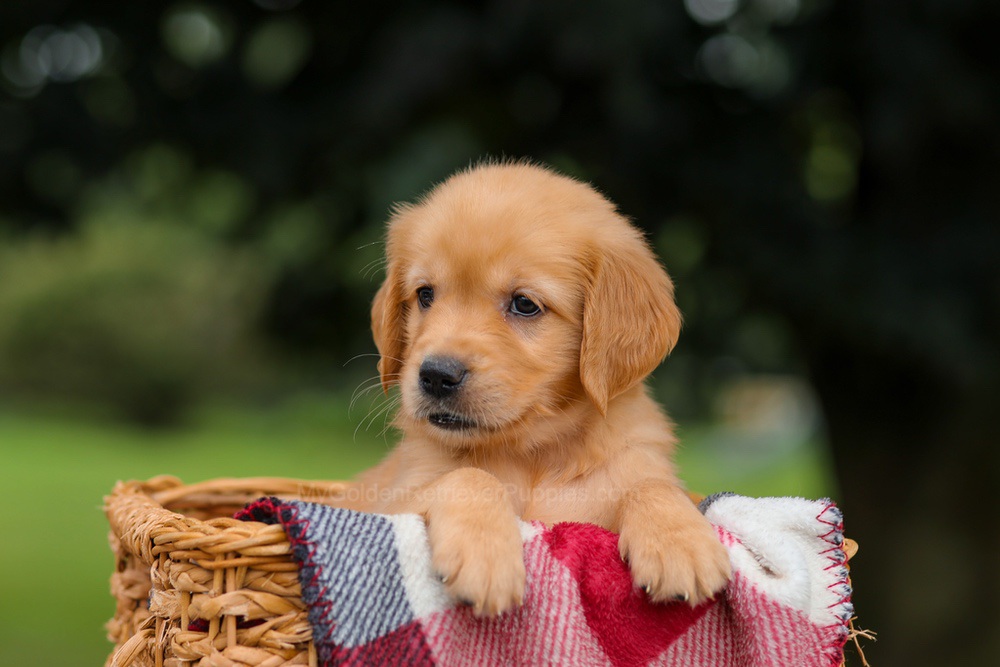 Jewel Image of Jewel, a Golden Retriever puppy