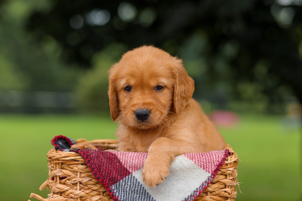 Joey Image of Joey, a Golden Retriever puppy