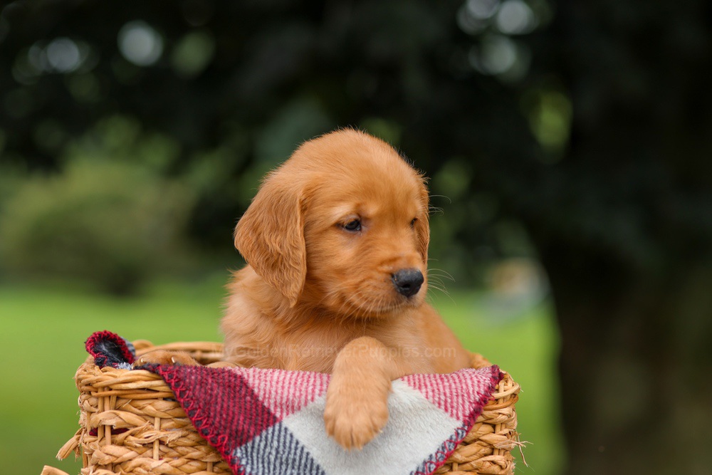 Joey Image of Joey, a Golden Retriever puppy