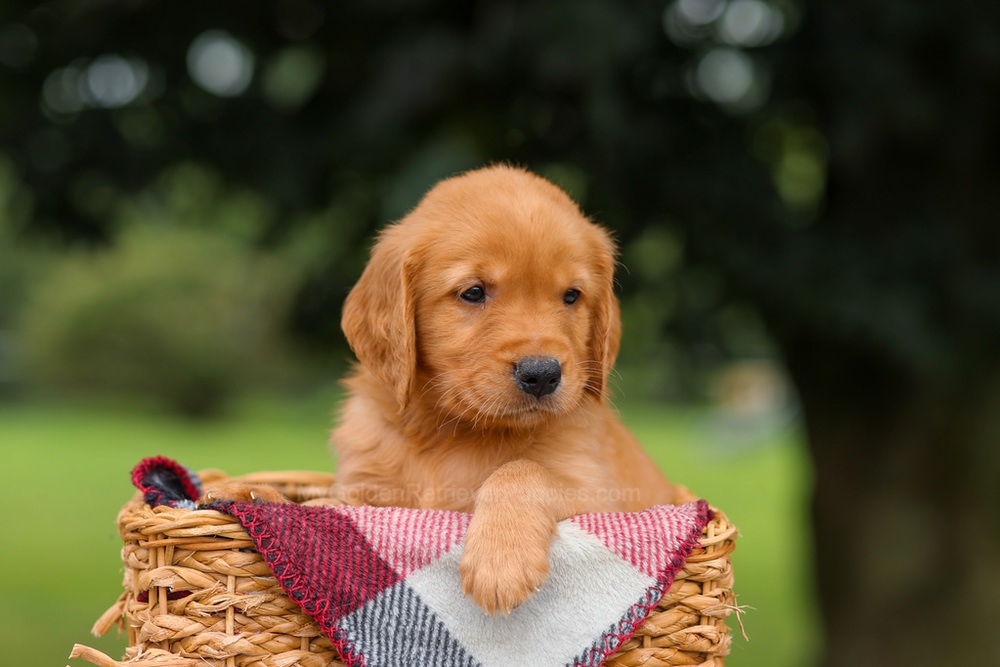 Joey Image of Joey, a Golden Retriever puppy