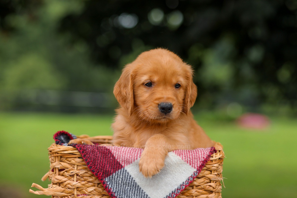Joey Image of Joey, a Golden Retriever puppy