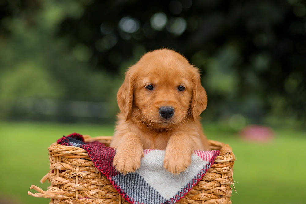 Joey Image of Joey, a Golden Retriever puppy