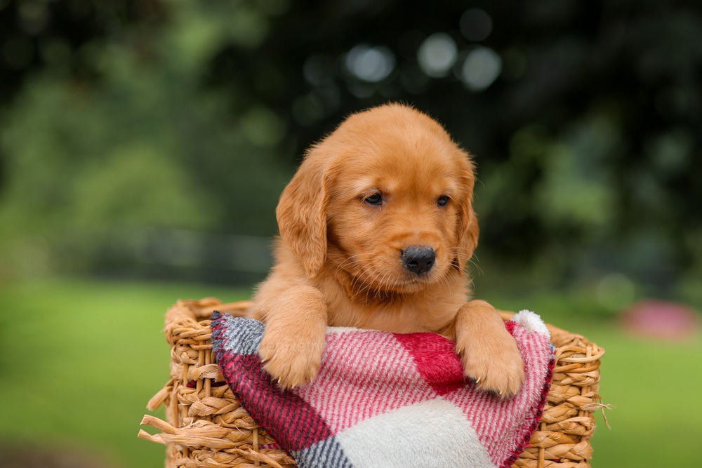 Joey Image of Joey, a Golden Retriever puppy