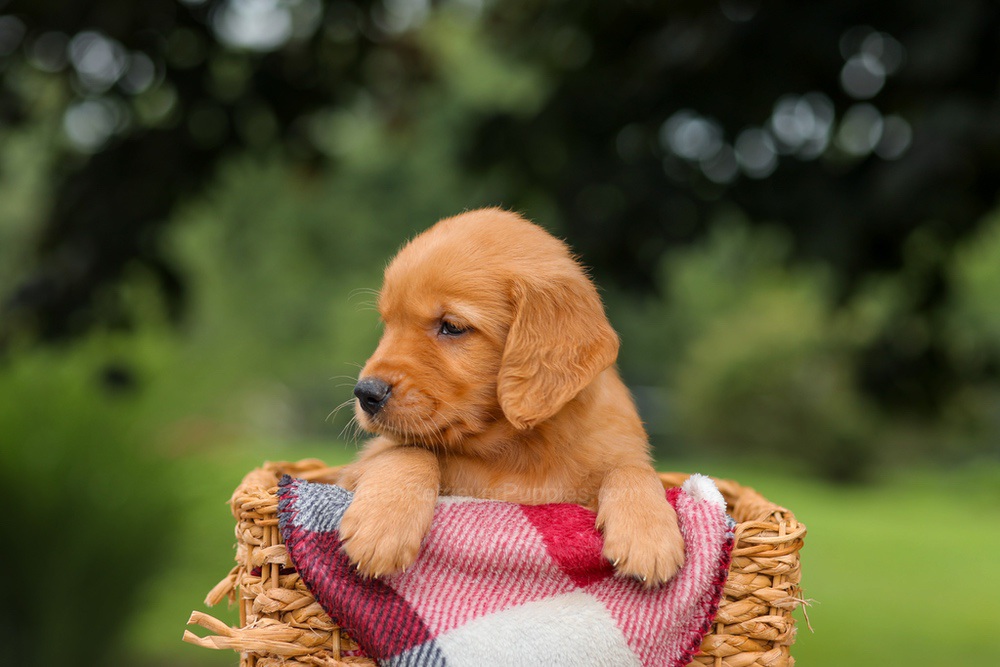 Joey Image of Joey, a Golden Retriever puppy