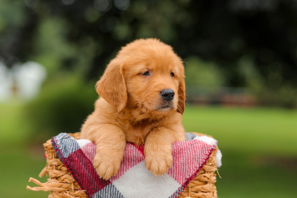 Jordan Image of Jordan, a Golden Retriever puppy