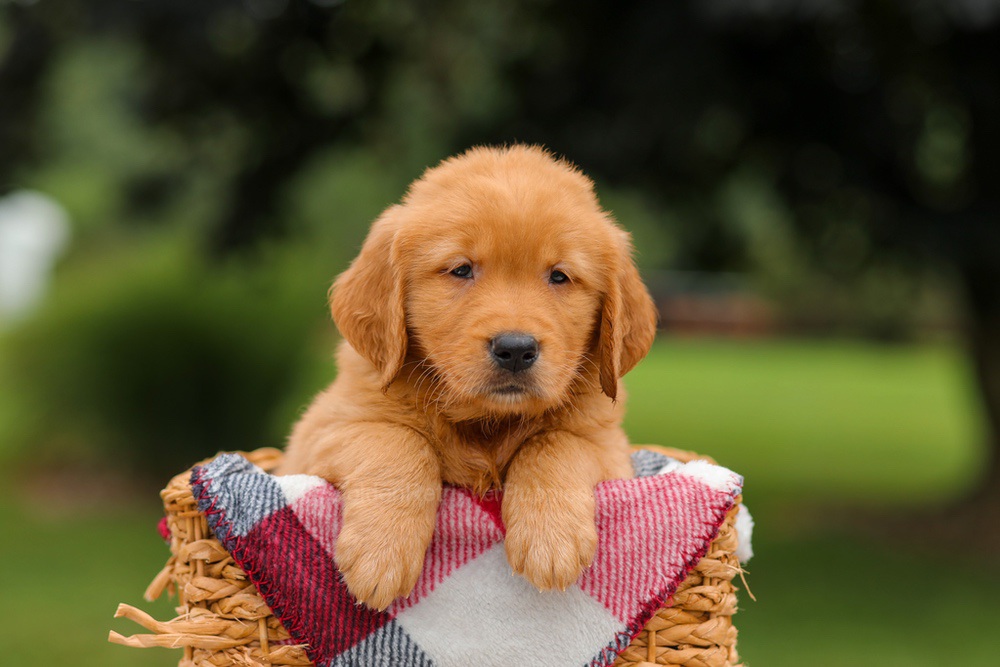 Jordan Image of Jordan, a Golden Retriever puppy