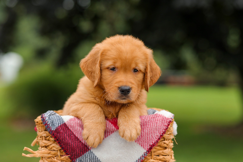 Jordan Image of Jordan, a Golden Retriever puppy