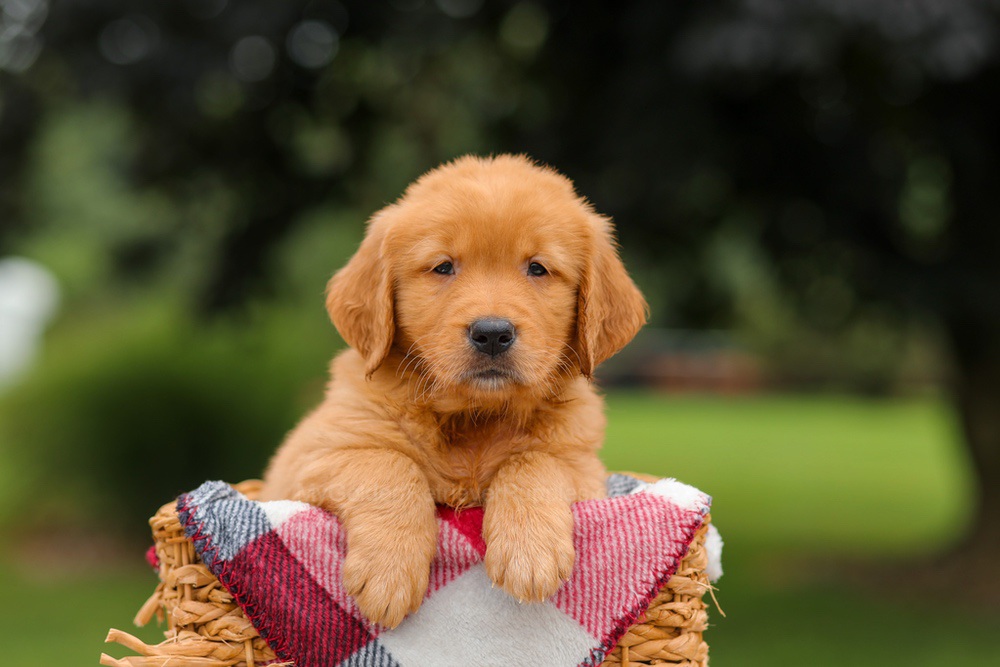 Jordan Image of Jordan, a Golden Retriever puppy
