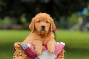 Image of Jordan, a Golden Retriever puppy