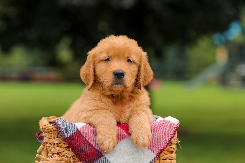 Jordan Image of Jordan, a Golden Retriever puppy
